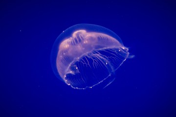 Naklejka na ściany i meble Common Jellyfish (Aurelia aurita) This widespread jellyfish species is found in the Atlantic, Indian and Pacific oceans, jellyfish in aquarium on clear blue background 