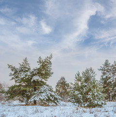 Obraz na płótnie Canvas beautiful quiet fir tree forest glade in a snow