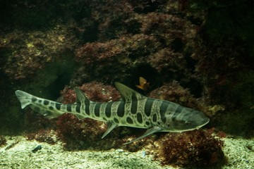 Leopard shark (Triakis semifasciata), coral reef fish, Salt water marine fish, beautiful mid-size shark with tropical corals in background, aquarium, wallpaper