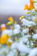Calendula flowers under snow. The concept of early winter. Climate change concept