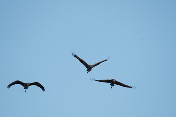 Fototapeta premium Family of hooded cranes flying in Izumi city, Kagoshima prefecture, Japan.