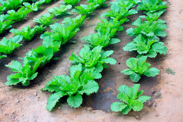 Chinese cabbage grow in the garden