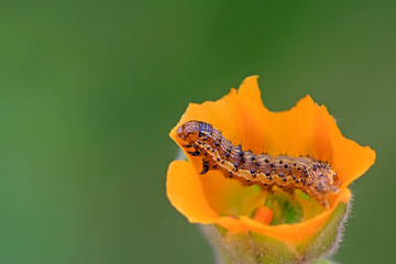 butterfly larvae in yellow flowers