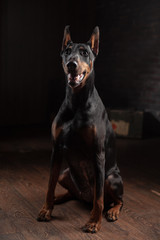 Obraz premium Portrait of Doberman on the dark background