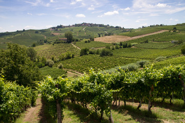Fototapeta na wymiar Panorami del Monferrato