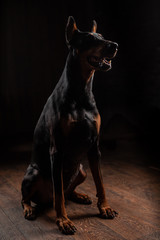 Portrait of Doberman on the dark background