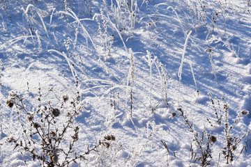 Frost on the branches of plants.Winter meadows.