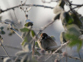 sparrow on the snowy branches close up