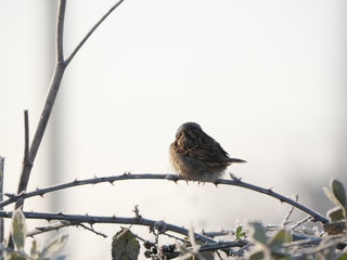 little bird on a branch in the winter day