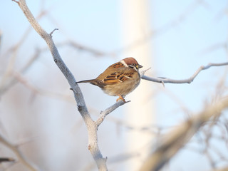 sparrow on a branch near the plan against the blue sky