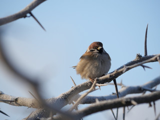 sparrow on a branch near the plan against the blue sky