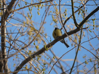 bird tit in the branches of a tree against the blue sky