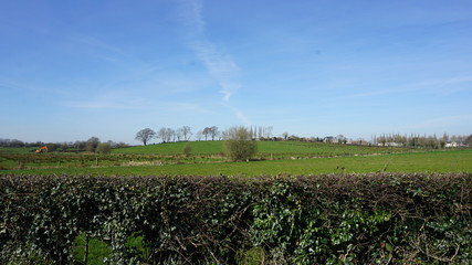 rows of young plants in a field