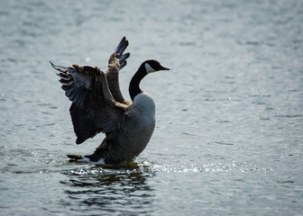 Canada goose on water stretching wings
