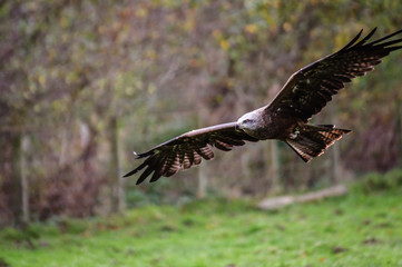 black kite swooping down with wings spread