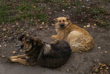 two street dogs lying on the grass, the problems of stray dogs