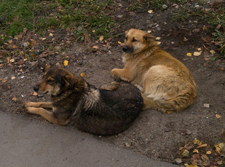 two street dogs lying on the grass, the problems of stray dogs