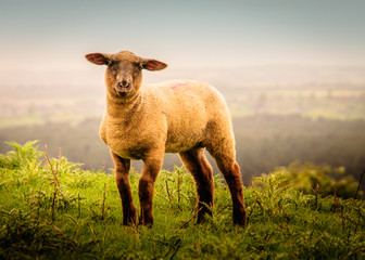 black faced spring lamb on hillside close up landscape