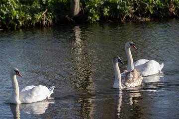 3 swan family_5
