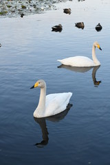 Fototapeta premium 白鳥