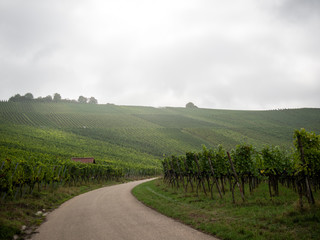 grape harvest in the morning mist, Remstal near Stuttgart Germany.  autumn season