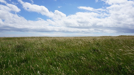 field of green grass and blue sky