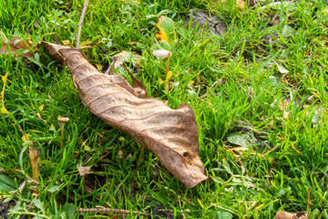 Dry autumn leaf lying on the grass