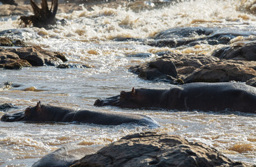 Hippos standing in the river