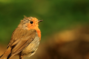 Fototapeta premium robin on branch