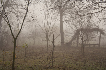 trees growing in the park in autumn season in a small fog. The foliage of a maple fallen to the ground and the dark trunks of plants.