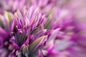 floral background with fly-in effect