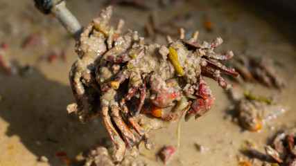 Drop crab salt food of Thailand