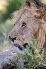 lion face in closeup
