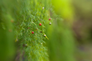 floral background with fly-in lens effect
