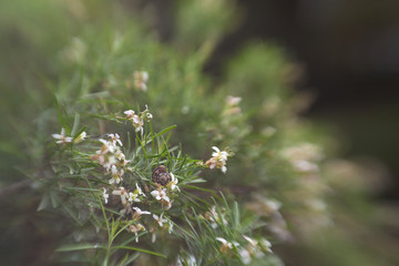 floral background with fly-in lens effect