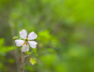 floral background with fly-in lens effect