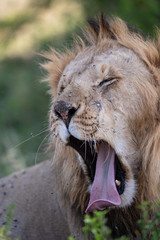 Fototapeta na wymiar lion face in closeup