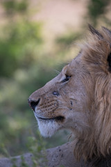 lion face in closeup
