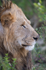 lion face in closeup