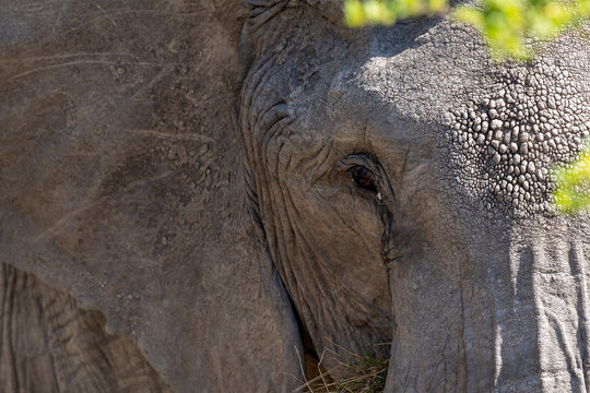 elephant face closeup