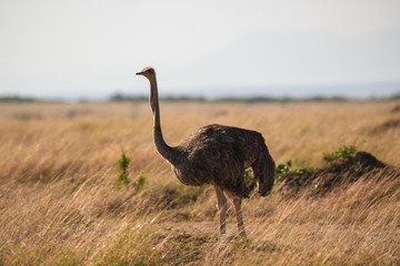 ostrich in savanna