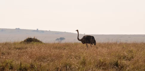 Crédence de cuisine en verre imprimé Autruche ostrich in savanna
