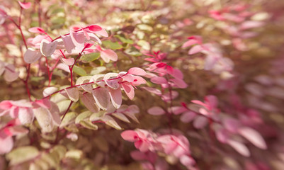 floral background with fly-in lens effect