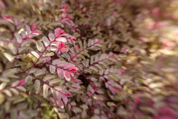 floral background with fly-in effect