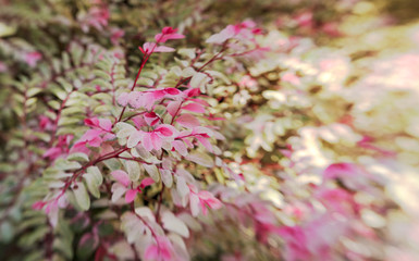 floral background with fly-in effect