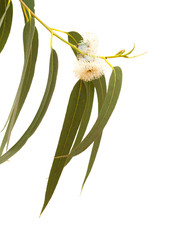 flowers of Eucalyptus globulus