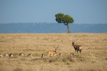 Fototapeta na wymiar topy and gazelle