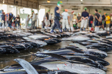 Tuna fish on japanese fish market lying in a hall on the ground in regular pattern