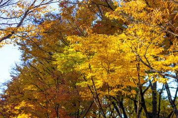 Golden Autumn foliage in Seoul, Korea