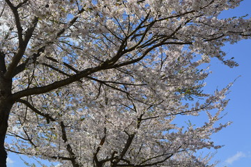under the sakura